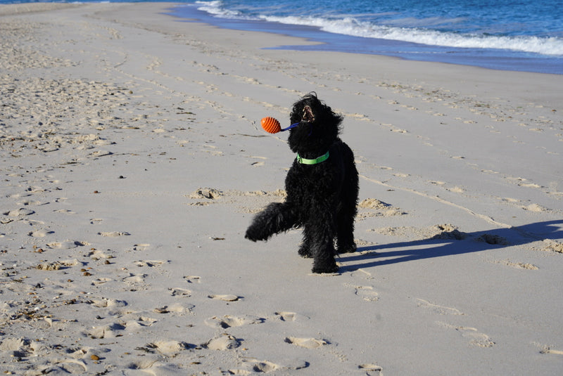 Tennisball NEIN DANKE - Die besten Spielzeuge und Beschäftigungen für Hunde