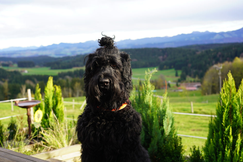 Schokoladeneier zu Ostern | Friella Kauartikel