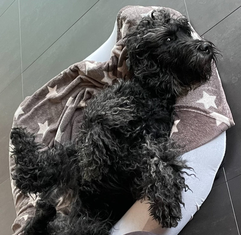Bürohund - Der perfekte Büro Hund