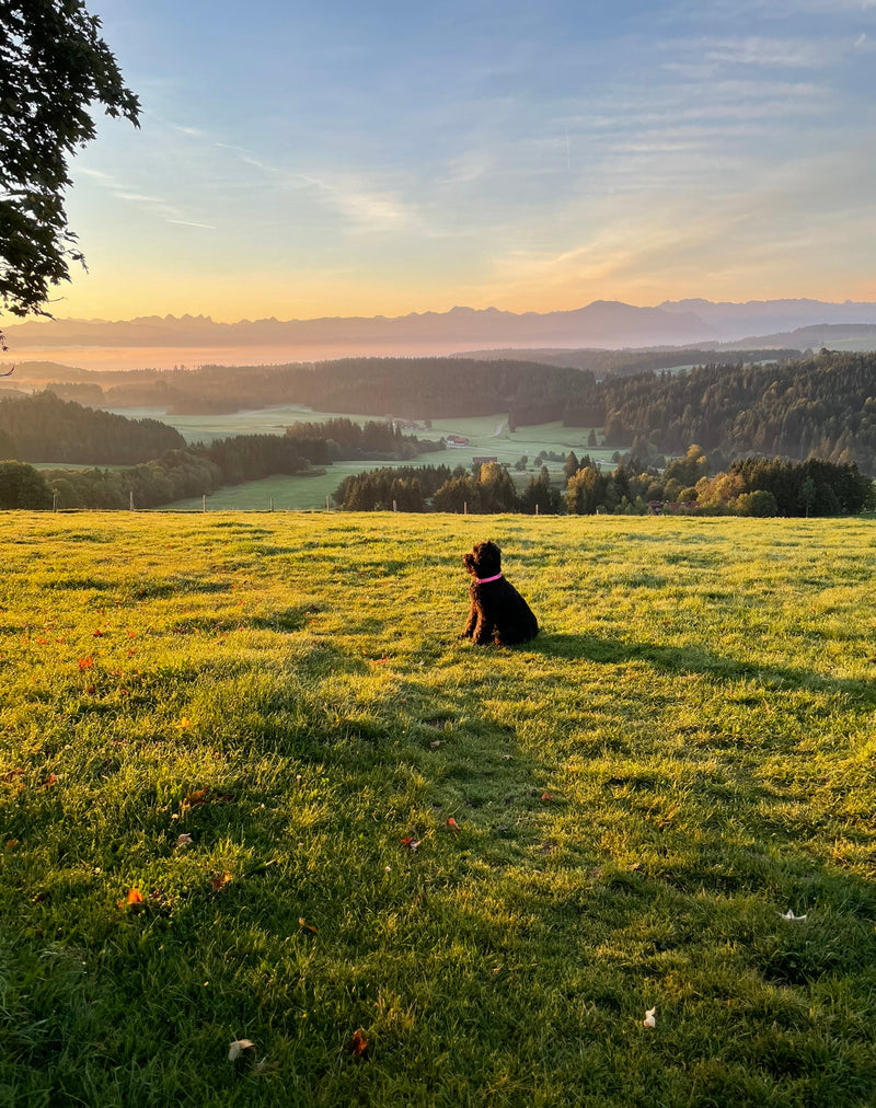Barfen - Hundeernährung: Was ist Barfen und wie funktioniert es?